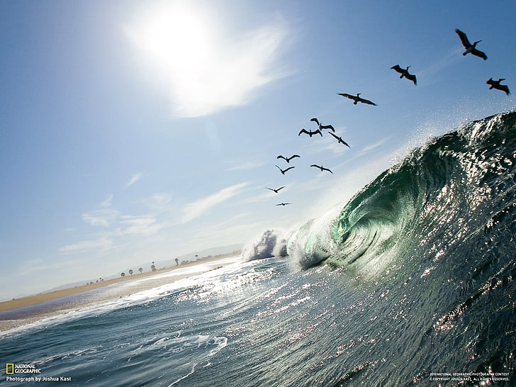water waves under birds digital wallpaper, waves, birds, National Geographic, animals, sea, nature, HD wallpaper