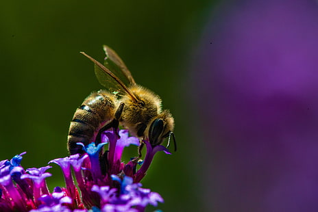 animaux, insecte, macro, abeilles, Fond d'écran HD HD wallpaper