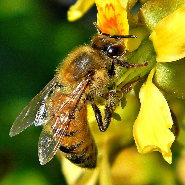 фотография пчелы, медоносной пчелы, медоносной пчелы, медоносной пчелы, серого, фото, таксономии, биномиального, Caesalpinia Bonduc, медоносной пчелы, Apis mellifera, опыления, опылителей, острова Муньон, округа Палм-Бич, штат Флорида, парка штата Джон Д. Макартур Бич,Nikon Coolpix, NGC, пчела, пчела, насекомое, природа, желтый, цветок, пыльца, крупный план, макро, мед, животное, весна, завод, HD обои