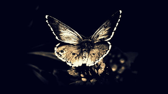 kupu-kupu, kupu-kupu, kegelapan, kematian, terbang, Gothic, ngengat, tengkorak, sayap, Wallpaper HD HD wallpaper