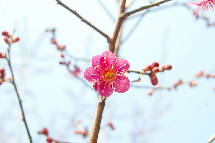 апрель, цвести, яркий, вишня в цвету, раздавить, цветочное дерево, цветы, Корея, любовь, природа, розовый, розовый цветок, слива, красная слива, республика Корея, весна, весенний фестиваль цветов, весенние цветы, теплое, дерево, HD обои