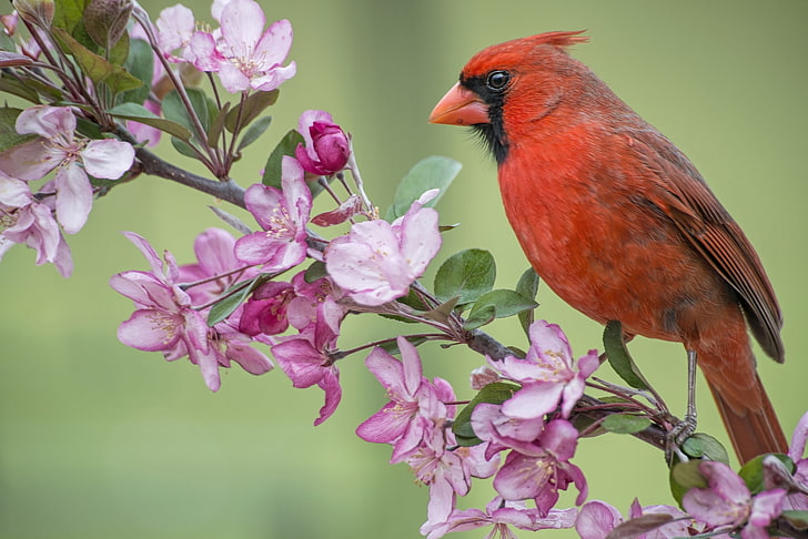 кардинал птица, птица, ветка, весна, яблоня, цветение, цветы, кардинал, красный кардинал, HD обои