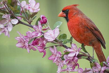 кардинална птица, птица, клон, пролет, ябълка, цъфтеж, цветя, кардинал, червен кардинал, HD тапет HD wallpaper