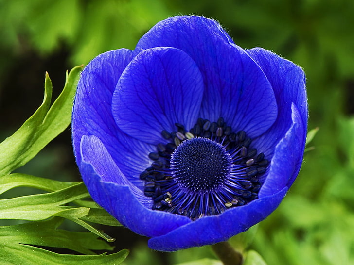 Fiore blu scuro, fiore blu dell'anemone, natura, fiori, fiore, blu, Sfondo HD