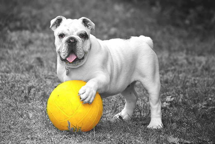 adult white English bulldog, dog, bulldog, ball, grass, bw, HD wallpaper
