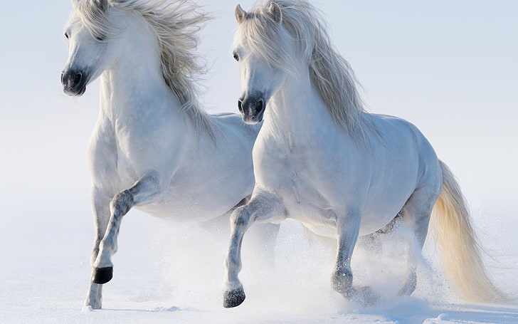 two horses, horse, couple, animals, HD wallpaper