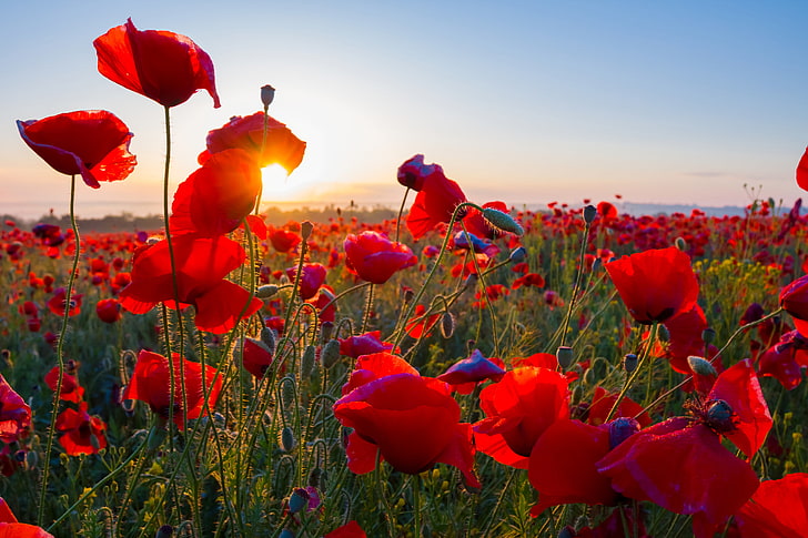 Blossom, Morning, Sunrise, Poppy field, HD wallpaper