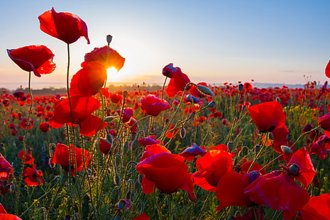 Fleur, matin, lever soleil, champ pavot, Fond d'écran HD HD wallpaper