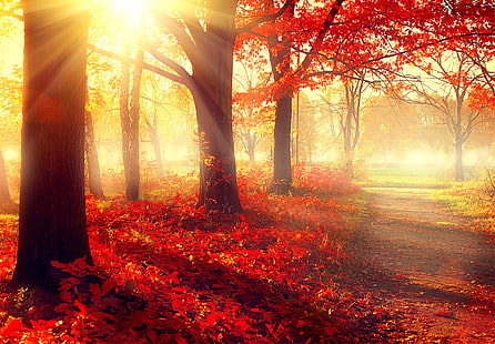 деревья, осень, листья, красиво, 4к, парк, 5к, HD обои HD wallpaper