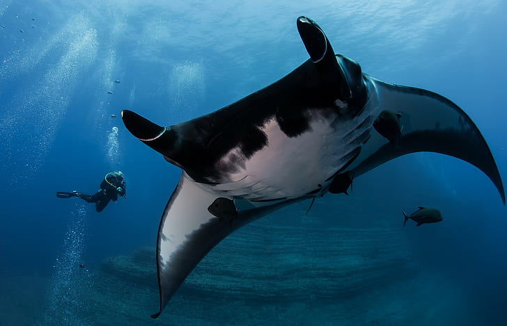 hewan, bawah air, penyelam, pari manta, Wallpaper HD