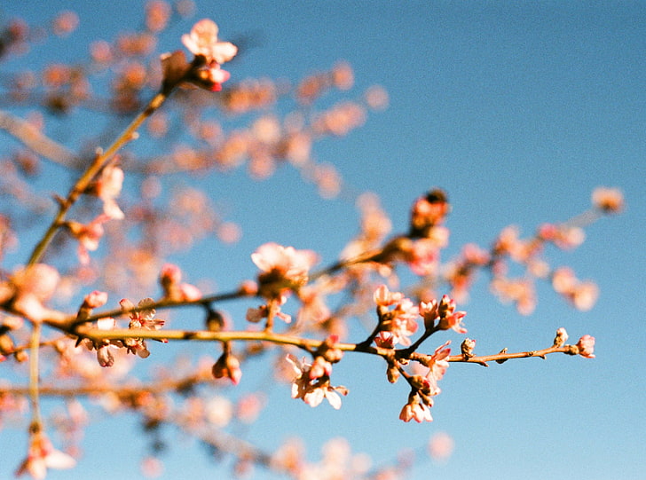 Almond Blossoms, Nature, Flowers, Trees, France, Fuji, nikon, gard, languedocroussillon, languedocrousillon, provence, saintvictorlacoste, stvictor, superia, HD wallpaper