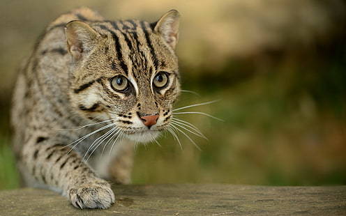 Wildkatze, Katze, Tiere, HD-Hintergrundbild HD wallpaper