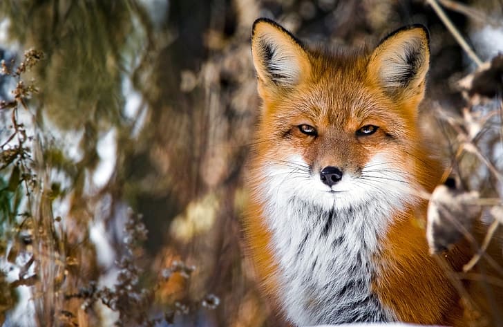 Michelle h red fox
