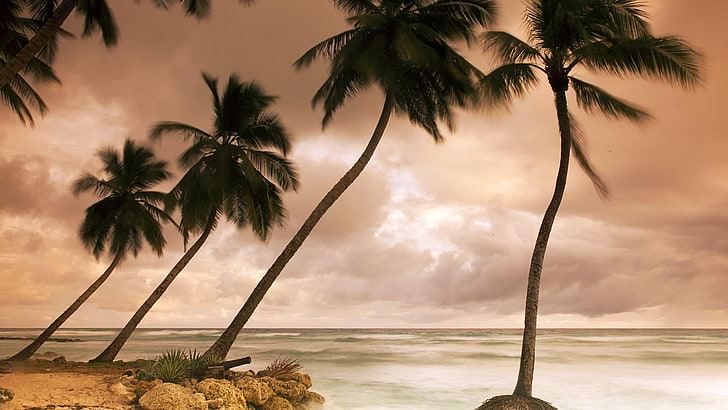 coastline, sunset, palms, palm, barbados, bridgetown, landscape, vacation, cloud, caribbean, palm tree, plant, ocean, coconut, water, sea, sky, tropics, tree, holiday, HD wallpaper