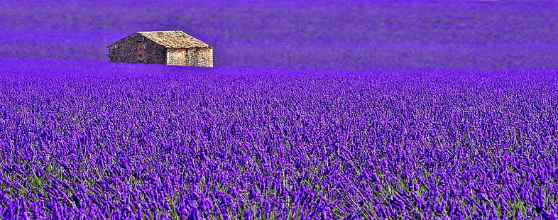 Campo de flores de lavanda púrpura, campo, flores, casa, Francia, pradera, lavanda, plantación, Provenza, Fondo de pantalla HD HD wallpaper