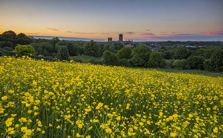 Durham Buttercup, yellow rapeseed flower field, Nature, Landscape, Beautiful, Summer, Field, buttercups, durham, HD wallpaper