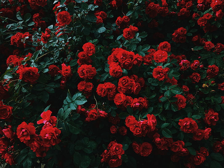 rosas, arbusto, floración, jardín, rojo, contraste, Fondo de pantalla HD