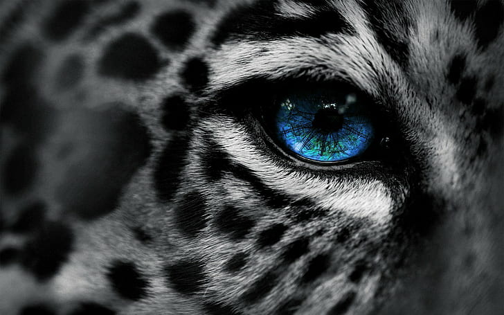 selective coloring, snow leopards, digital art, animals, leopard, leopard (animal), HD wallpaper