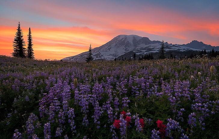 luz del sol, naturaleza, cielo, flores de color púrpura, montañas, Fondo de pantalla HD