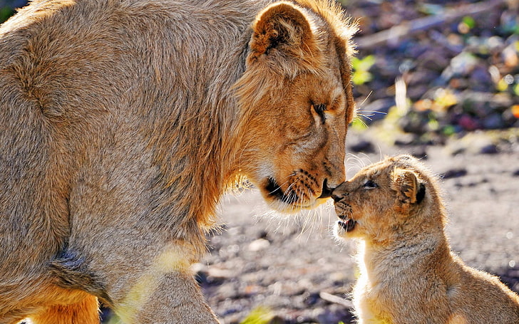 lion et lionceau photo, lions, couple, bébé, Fond d'écran HD