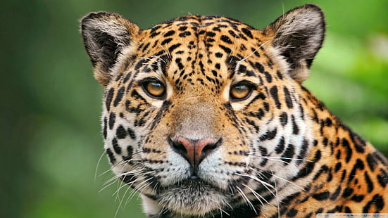 brown, white, and black leopard, animals, jaguars, big cats, HD wallpaper HD wallpaper