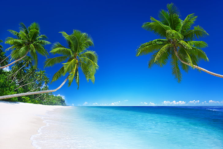 coconut tree, sand, sea, beach, the sun, tropics, the ocean, shore, island, summer, ocean, coast, blue, paradise, vacation, tropical, palm, emerald, HD wallpaper