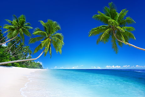 drzewo kokosowe, piasek, morze, plaża, słońce, kraje tropikalne, ocean, brzeg, wyspa, lato, ocean, wybrzeże, niebieski, raj, wakacje, tropikalny, palma, szmaragd, Tapety HD HD wallpaper