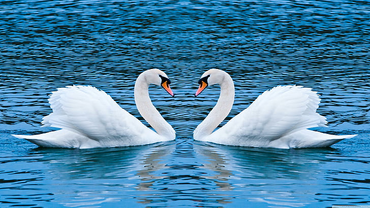 swans, swan, calm, water, bird, water bird, romantic, couple, beak, sky, lake, HD wallpaper
