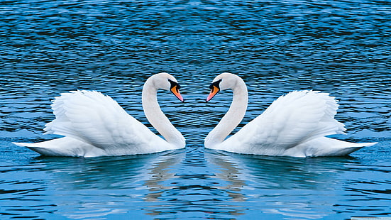swans, swan, calm, water, bird, water bird, romantic, couple, beak, sky, lake, HD wallpaper HD wallpaper