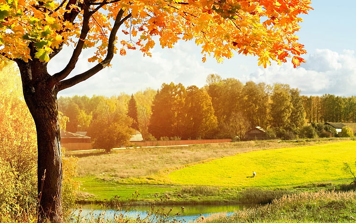 黄金の秋の自然の風景のHD壁紙04、 HDデスクトップの壁紙