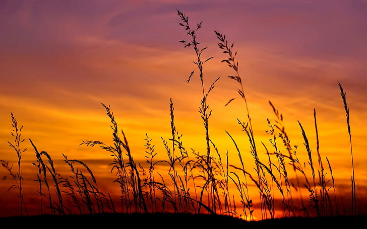 Golden Field, grass stalks silhouette during sunset, field, nature, golden, wheat, sunset, nature and landscapes, HD wallpaper
