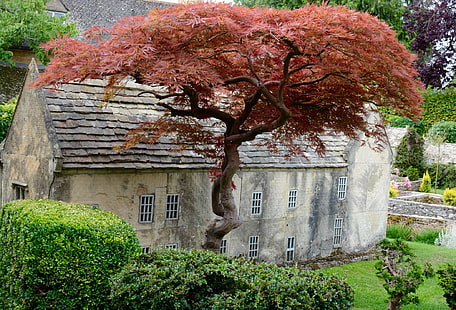 архитектура, дом, Costwolds, деревня, Англия, Великобритания, деревья, растения, трава, старое здание, HD обои HD wallpaper