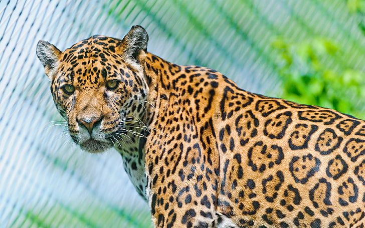 leopardo adulto, onça-pintada, predador, rosto, manchado, olhar, olhar para trás, HD papel de parede