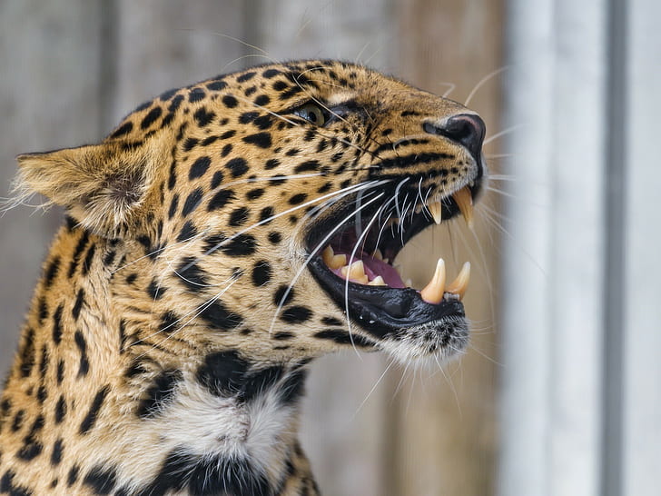 Grin leopard, brun och svart leopard, rovdjur, vildkatt, mun, huggtänder, profil, leopard, flin, HD tapet
