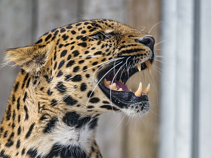 Sonrisa de leopardo, leopardo marrón y negro, depredador, gato salvaje, boca, colmillos, perfil, leopardo, sonrisa, Fondo de pantalla HD HD wallpaper