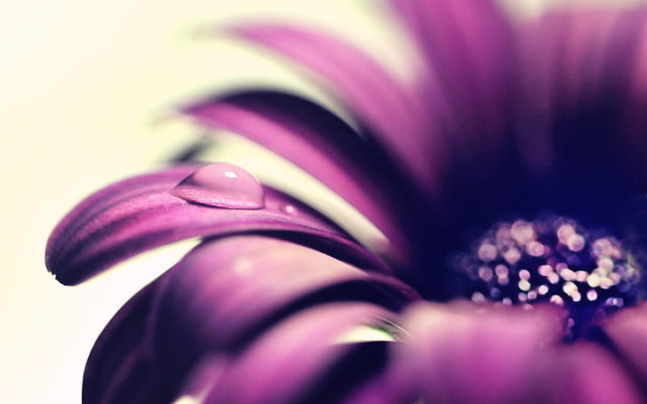 Фиолетовые лепестки цветка крупным планом, капля воды, Фиолетовый, Цветок, Лепестки, Вода, Капля, HD обои