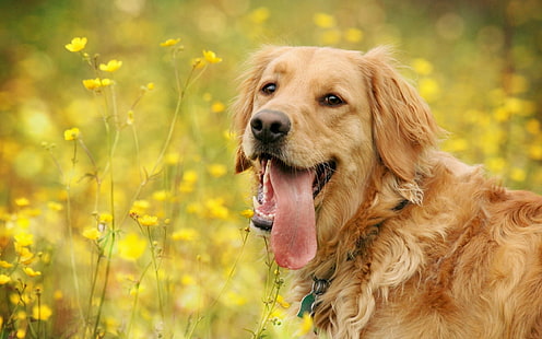 animals, tongues, yellow flowers, dog, golden retrievers, HD wallpaper HD wallpaper