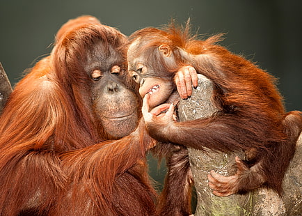 orangutan, HD wallpaper HD wallpaper