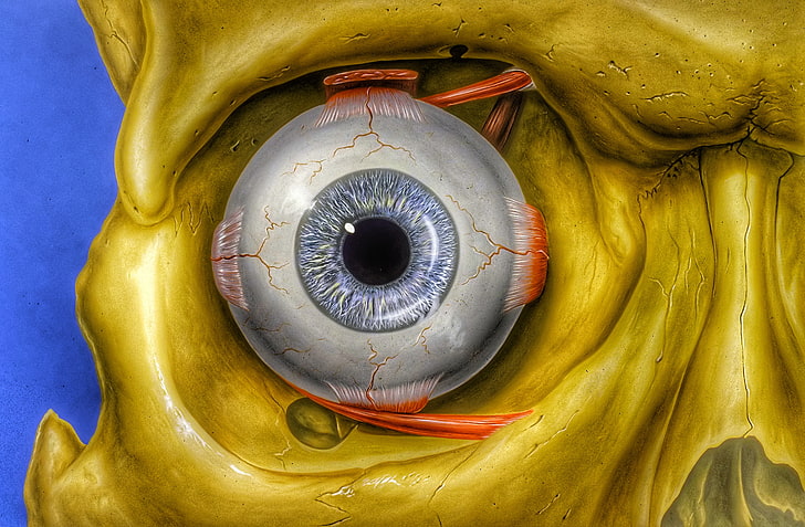 Anatomie de l'oeil, Fond d'écran HD