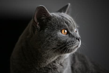 кошка, взгляд, фон, портрет, мордочка, британская короткошерстная, HD обои HD wallpaper