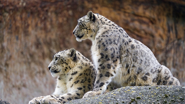 tessuto leopardo bianco e nero, leopardi delle nevi, animali, fauna selvatica, profilo, pietre, leopardo (animale), Sfondo HD
