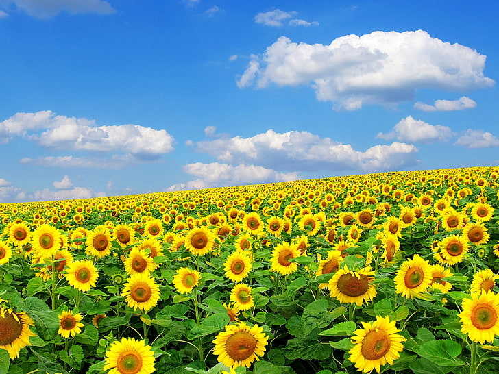 bidang bunga matahari, bunga matahari, lapangan, langit, awan, alam, musim panas, Wallpaper HD