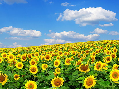 sunflower field, sunflowers, field, sky, clouds, nature, summer, HD wallpaper HD wallpaper