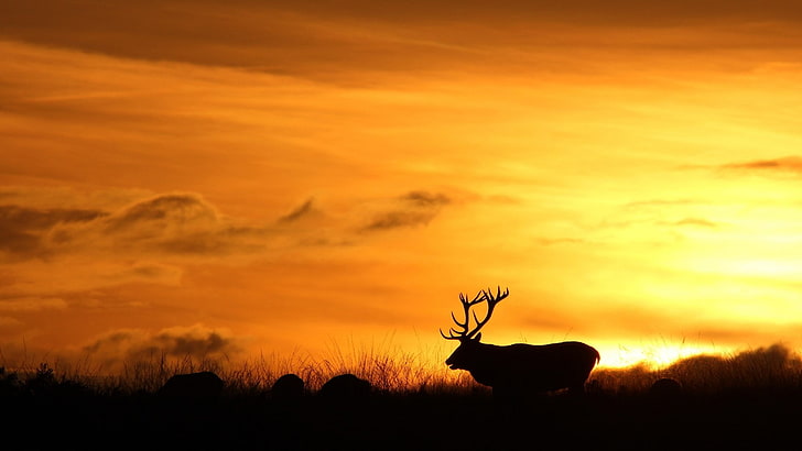 deer sunset-Animal photo wallpaper, deer and golden sky, HD wallpaper