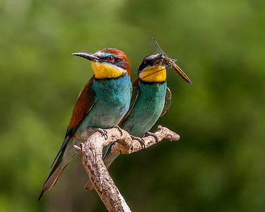 two blue long beak birds on brown tree branch shallow focus, looking at you, beak, birds, brown, tree branch, shallow focus, Nature, Lens, Bee-eaters, pair, dragonfly, bird, bee-Eater, wildlife, animal, multi Colored, blue, animals In The Wild, red, yellow, HD wallpaper HD wallpaper