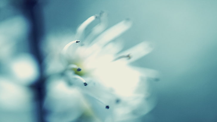 flor de pétalas brancas, macro, flores, natureza, flores brancas, HD papel de parede
