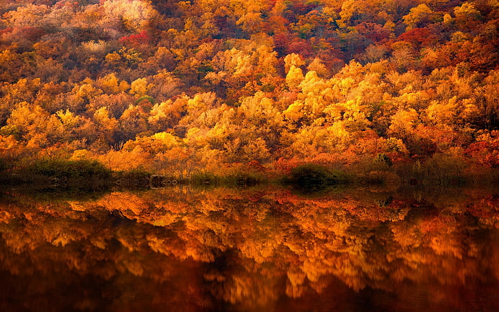 foto av vattendrag och träd under hösten, natur, landskap, falla, skog, sjö, reflektion, gul, bärnsten, träd, buskar, Pennsylvania, HD tapet