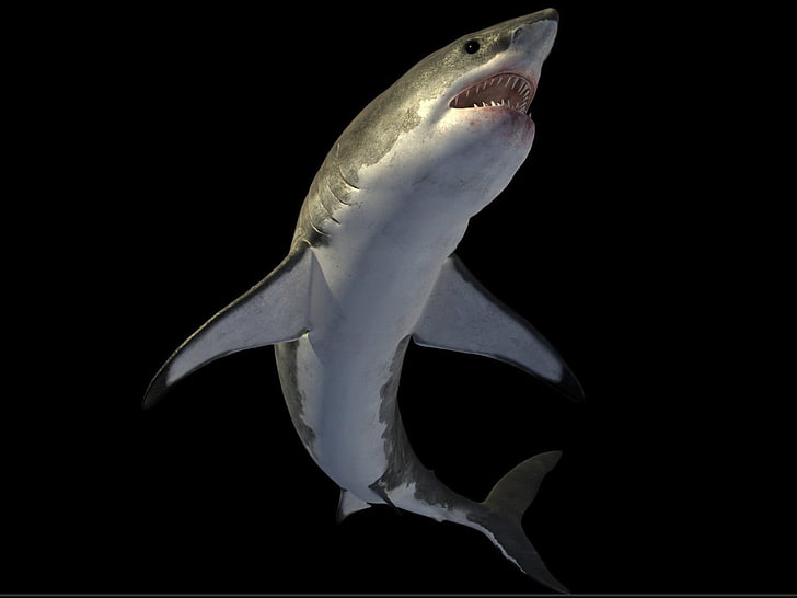 weißes und graues Fischdekor, Hai, Tiere, HD-Hintergrundbild