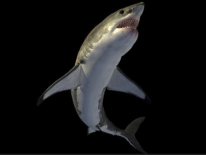 decoro pesce bianco e grigio, squalo, animali, Sfondo HD HD wallpaper