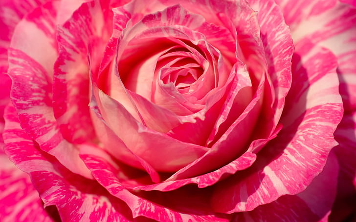 Macrofotografia rosa rosa, petali, primo piano fiore, rosa, rosa, macro, fotografia, petali, fiore, Sfondo HD